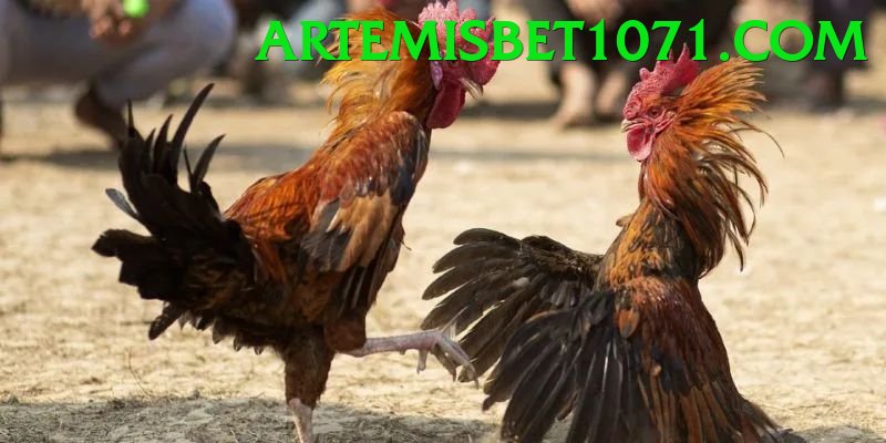 Trường Đấu Đá Gà Chuyên Nghiệp